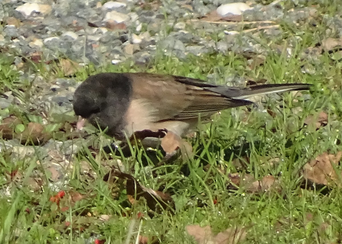 strnadec zimní - ML646489179