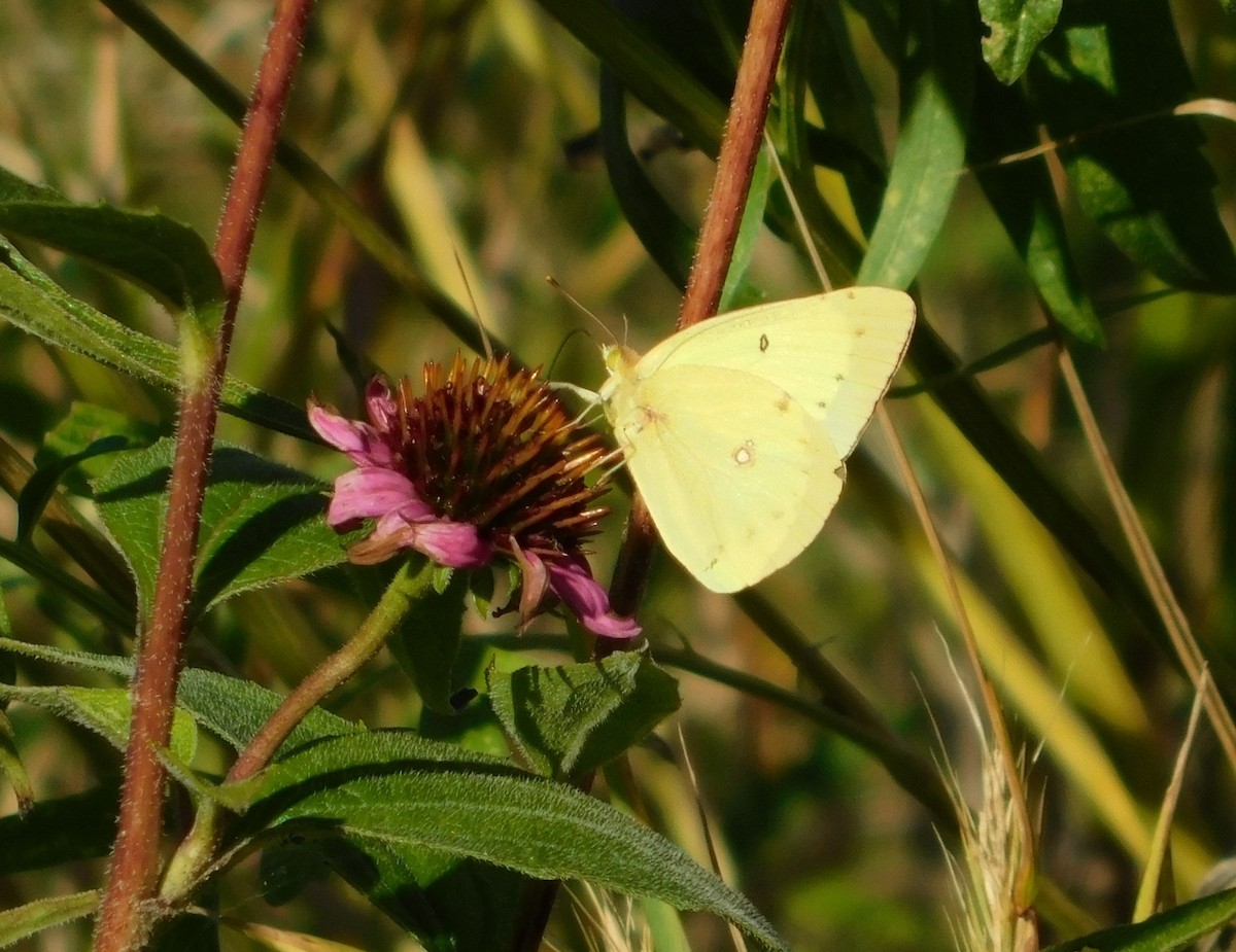Clouded Sulphur - ML646489180