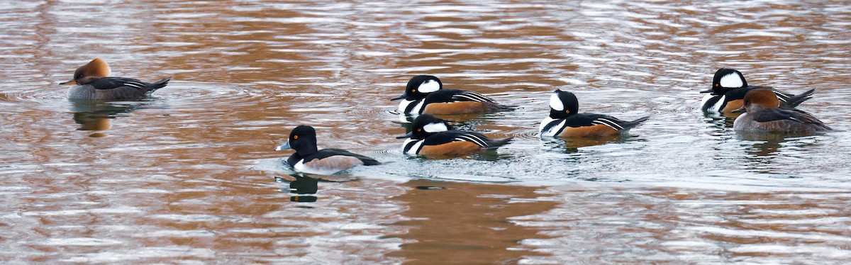 Hooded Merganser - ML646489185