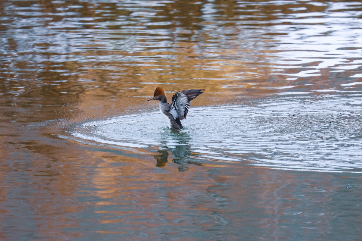 Hooded Merganser - ML646489186