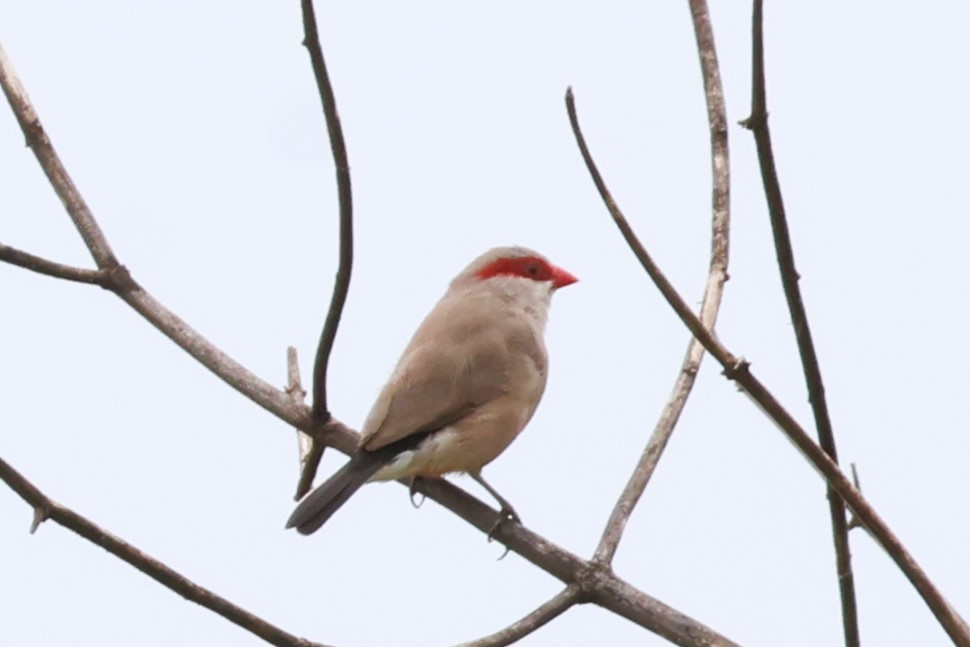 Black-rumped Waxbill - ML646489187