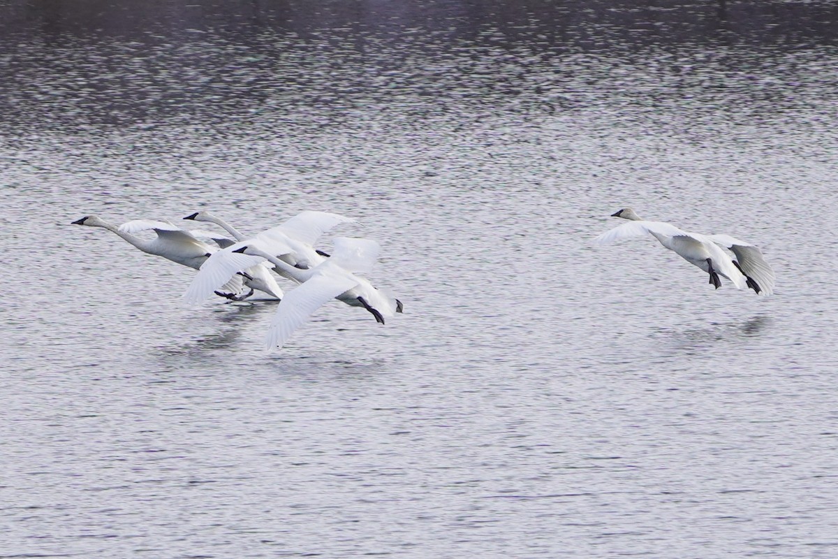 Trumpeter Swan - ML646489189