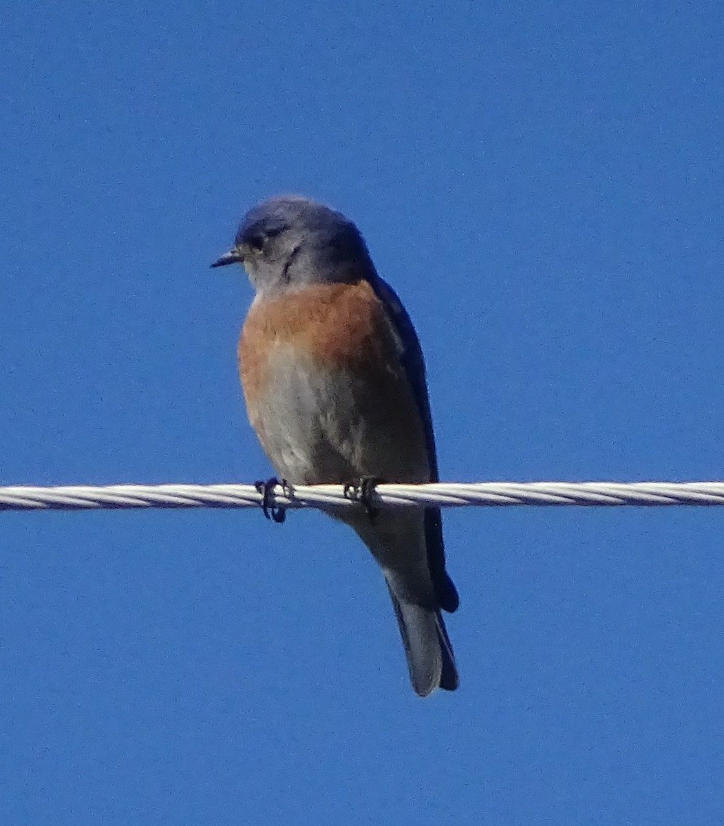 salašník západní - ML646489196