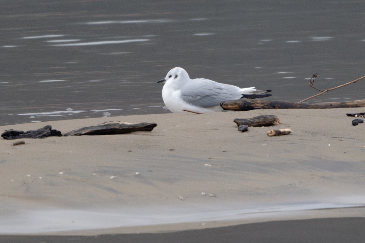 Mouette de Bonaparte - ML646489197