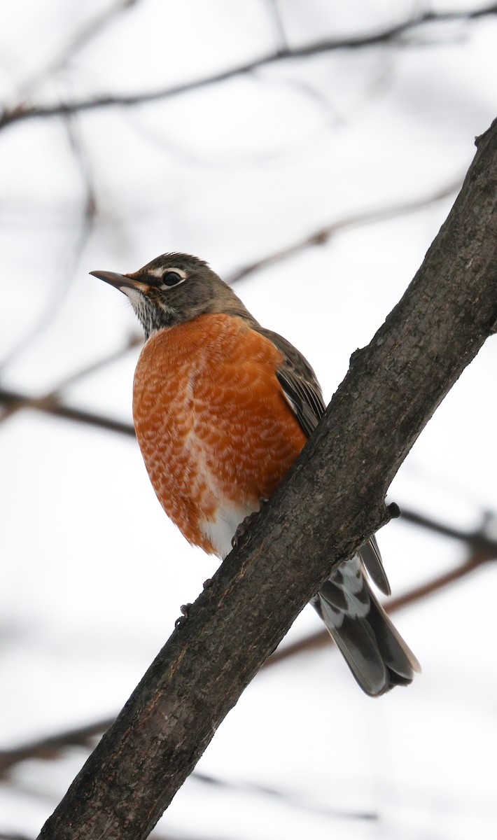 American Robin - ML646489198