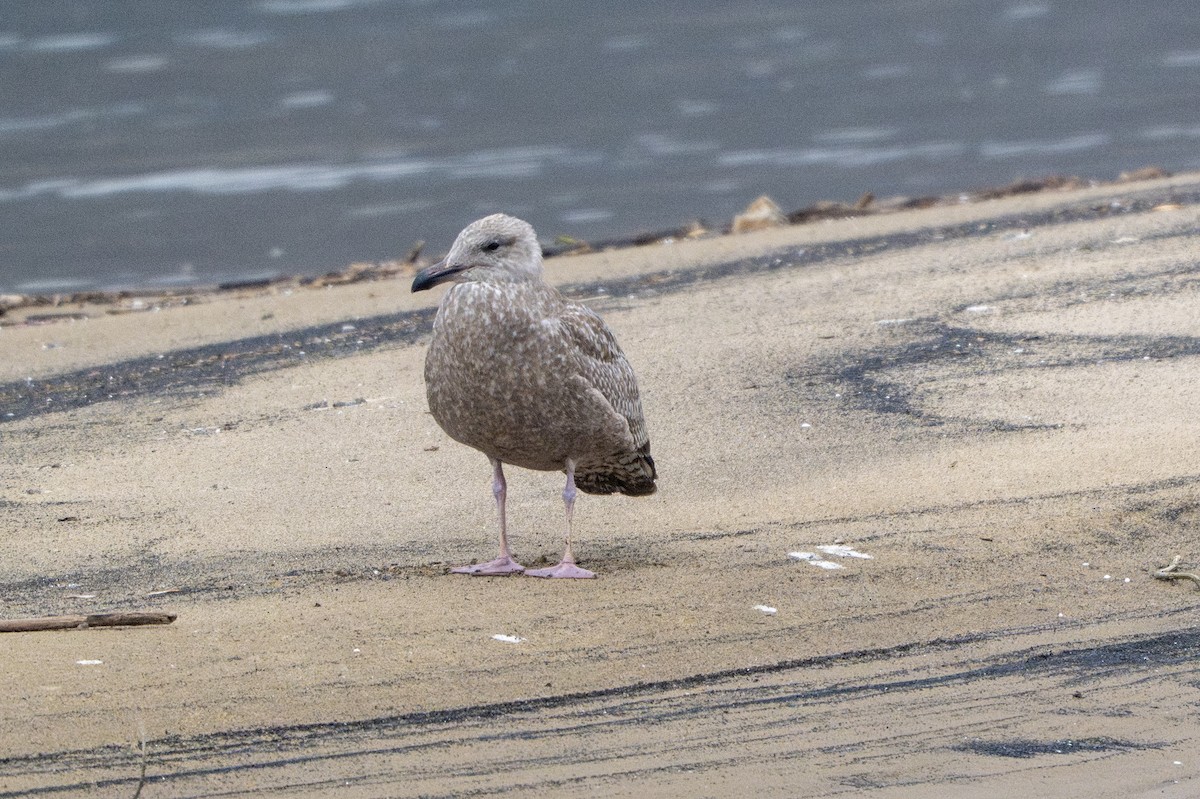 Goéland hudsonien - ML646489202