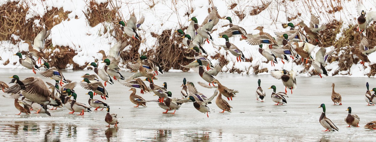 Mallard - ML646489204