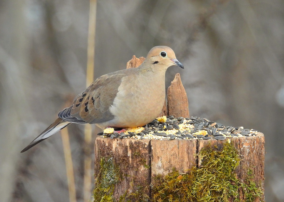 Mourning Dove - ML646489206