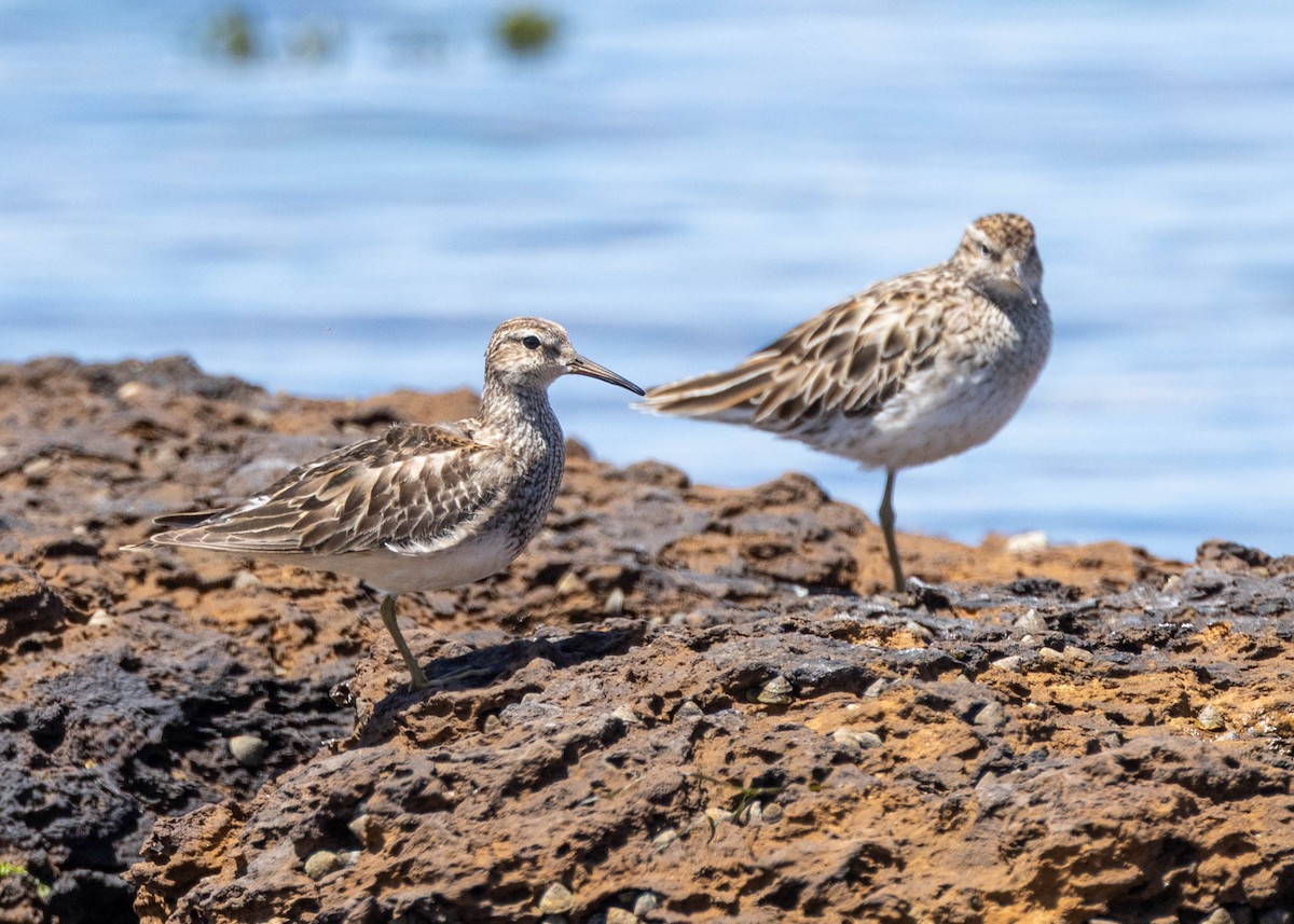 Дутыш - ML646489208