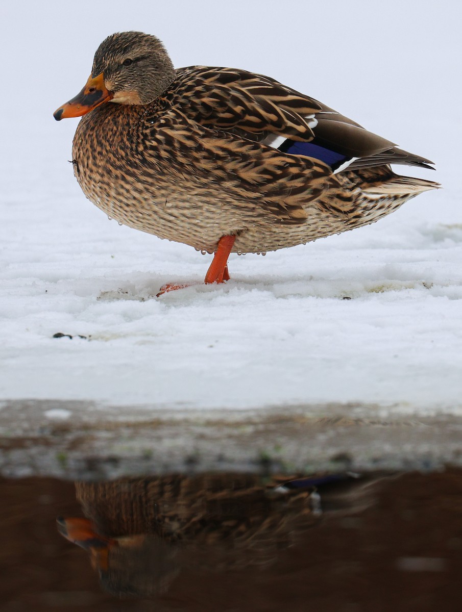 Mallard - ML646489209