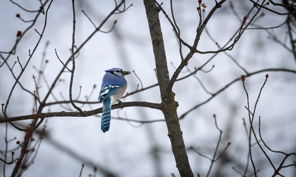 Blue Jay - ML646489211