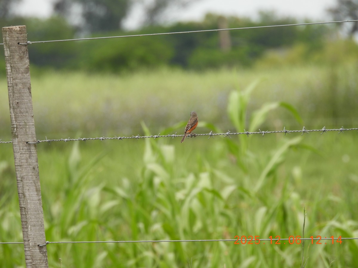 Dark-throated Seedeater - ML646489212