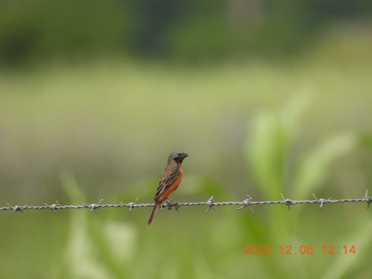 Dark-throated Seedeater - ML646489213