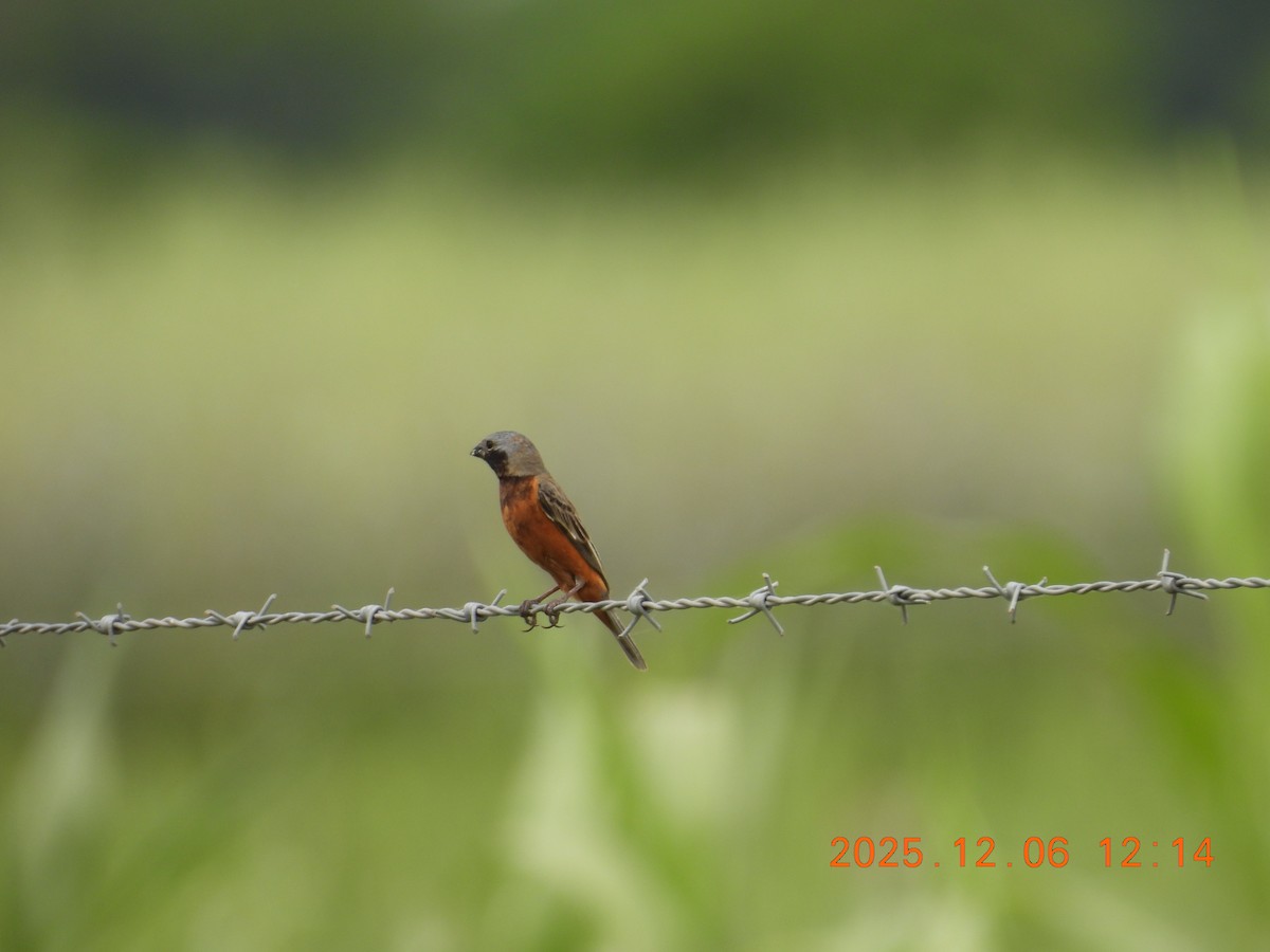 Dark-throated Seedeater - ML646489214