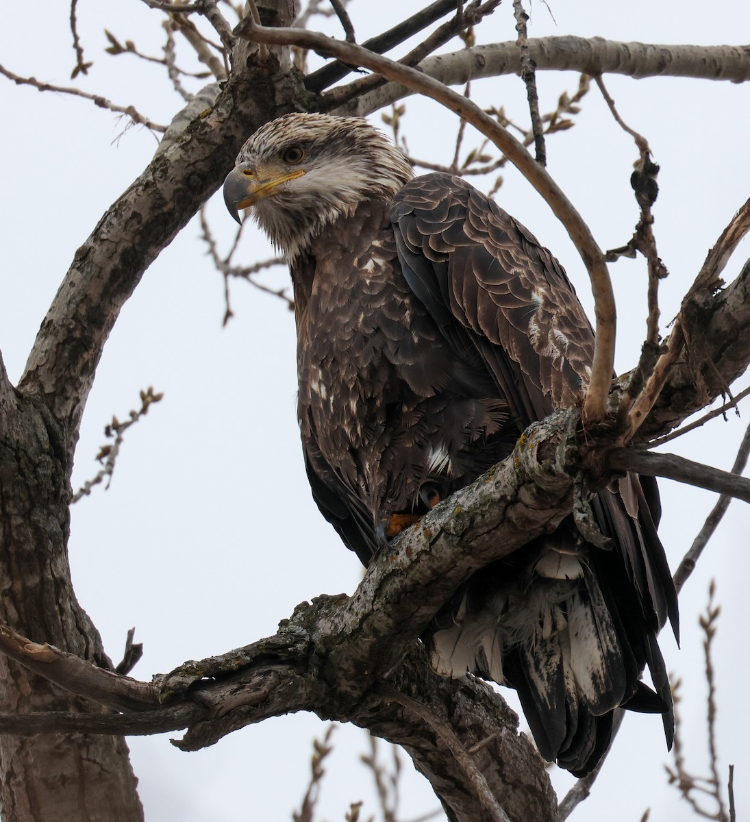 Bald Eagle - ML646489215