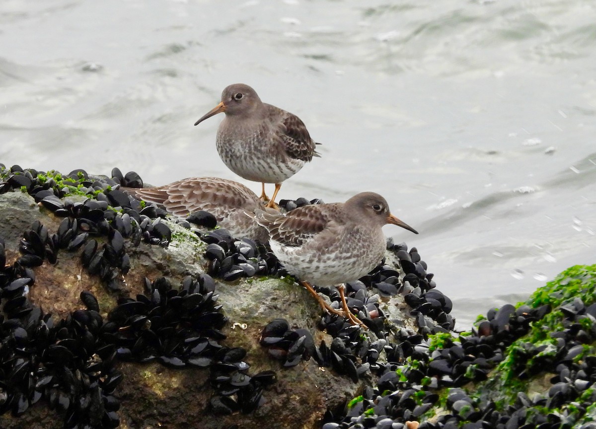 Purple Sandpiper - ML646489216
