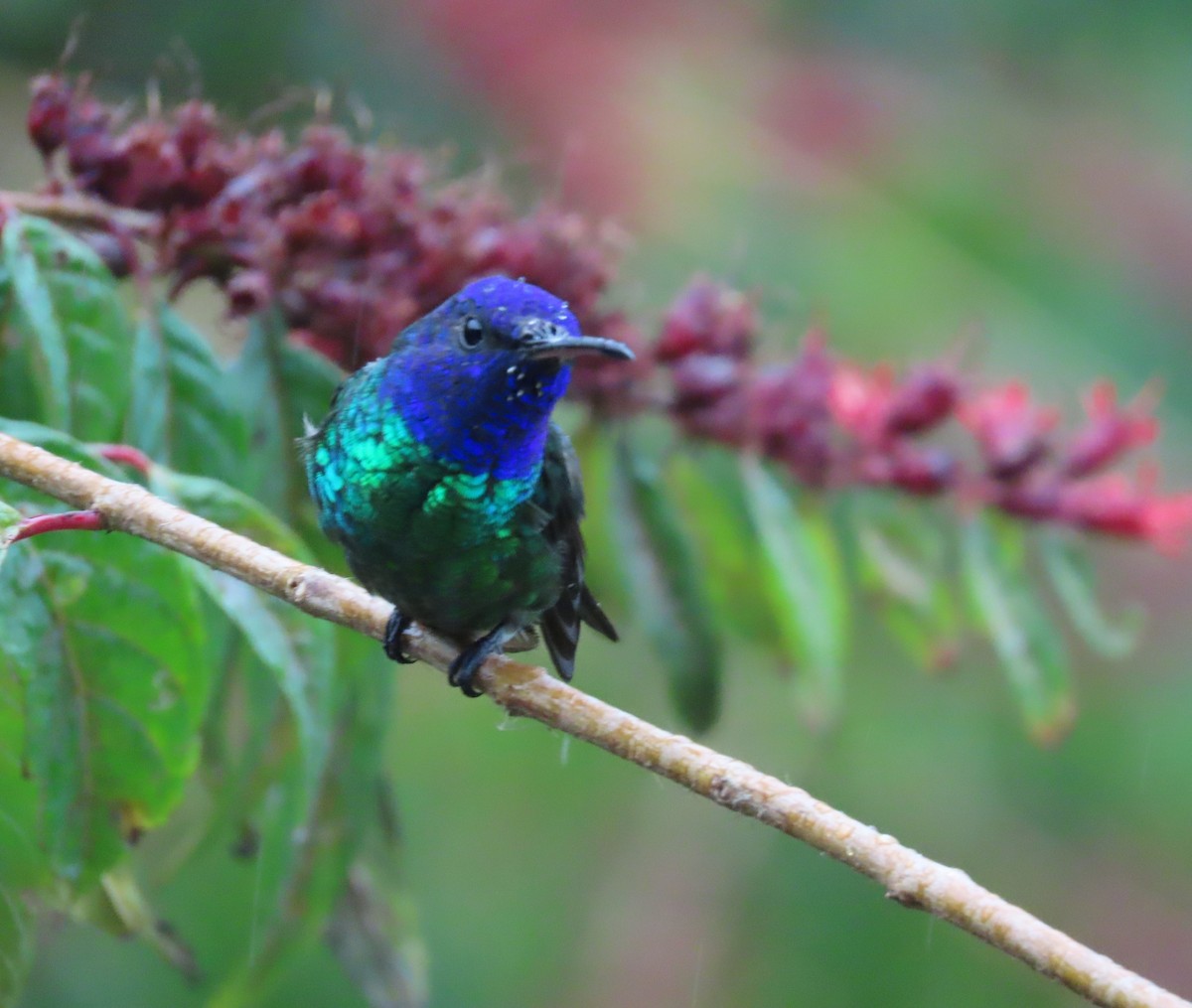 Golden-tailed Sapphire - ML646489218