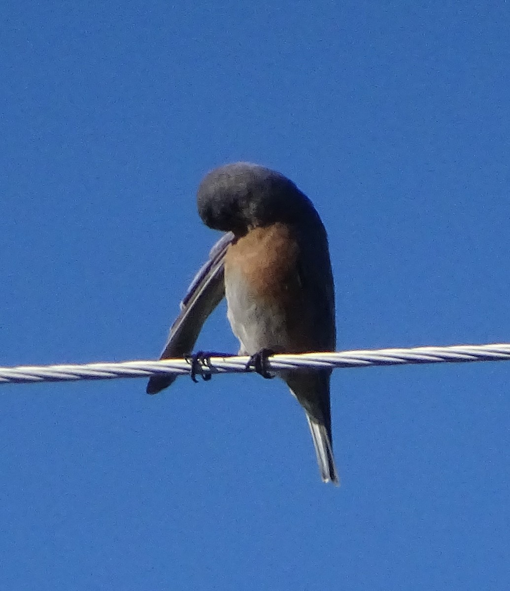 salašník západní - ML646489220