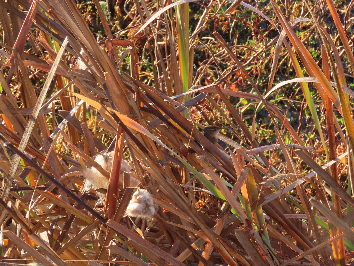 Marsh Wren - ML646489221