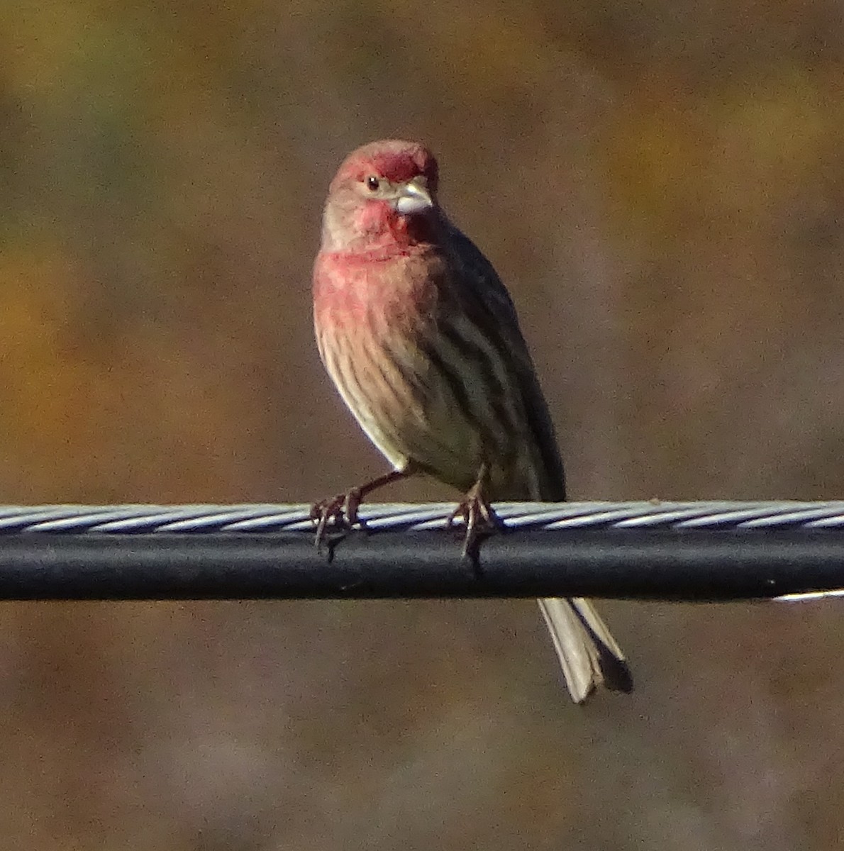 hýl rudoprsý - ML646489223