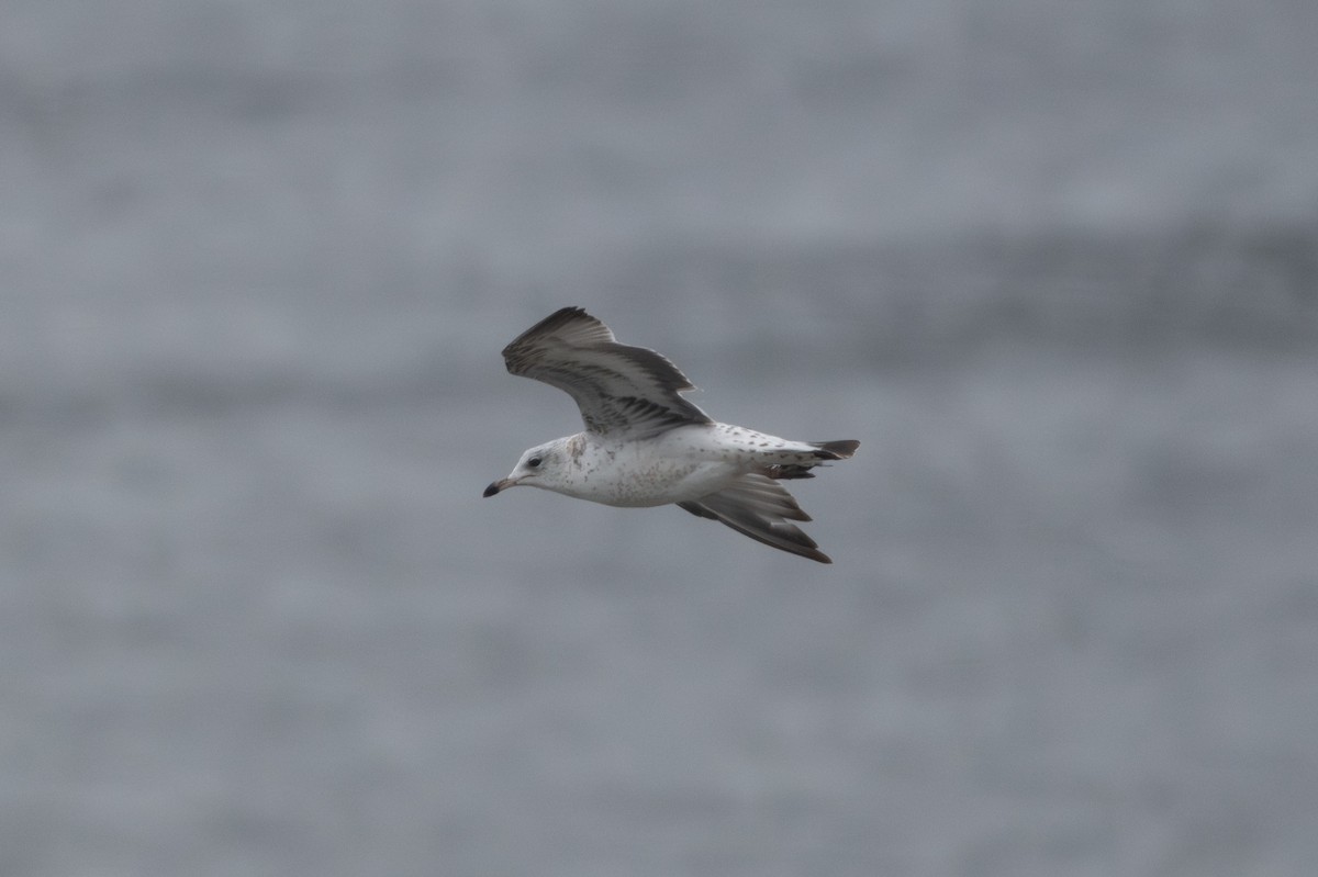 Goéland à bec cerclé - ML646489224