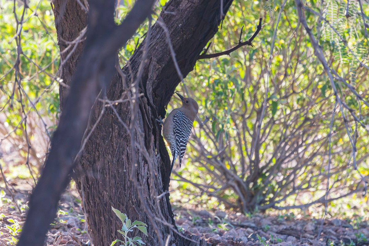 Gila Woodpecker - ML646489225