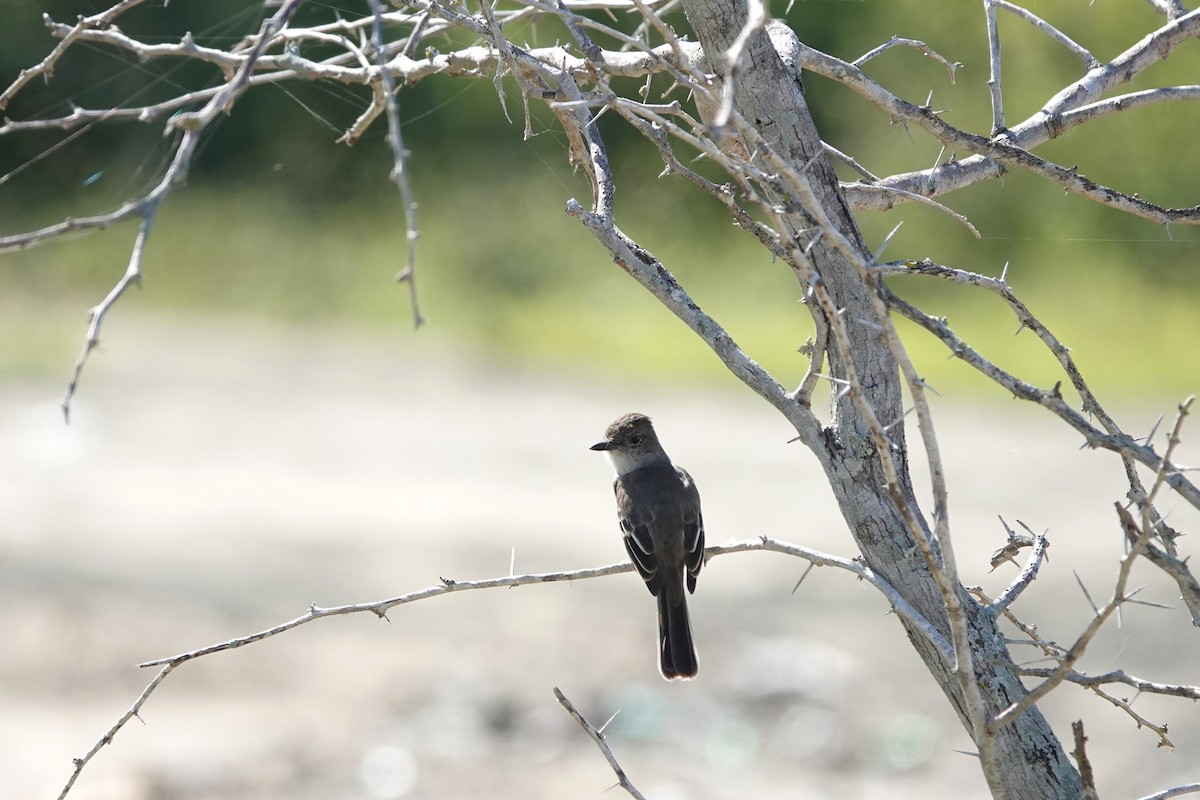 Большеголовый миарх - ML646489249