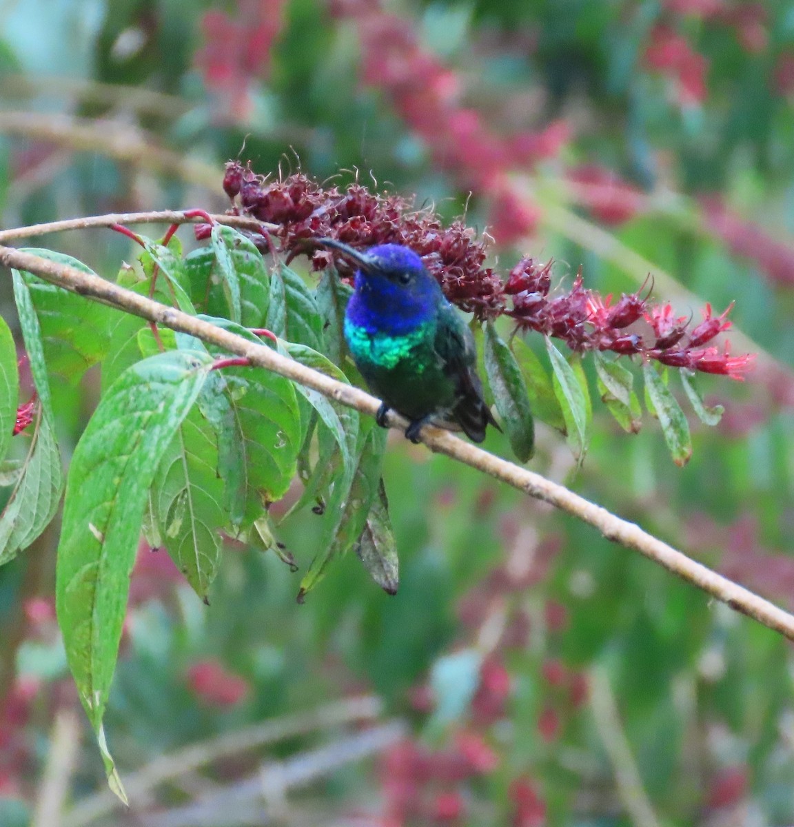 Golden-tailed Sapphire - ML646489252