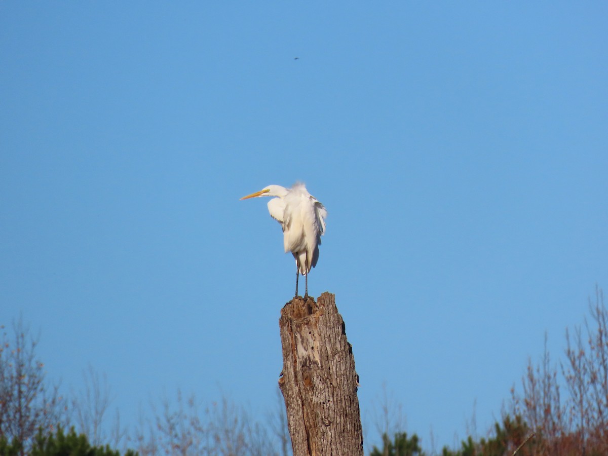Great Egret - ML646489258