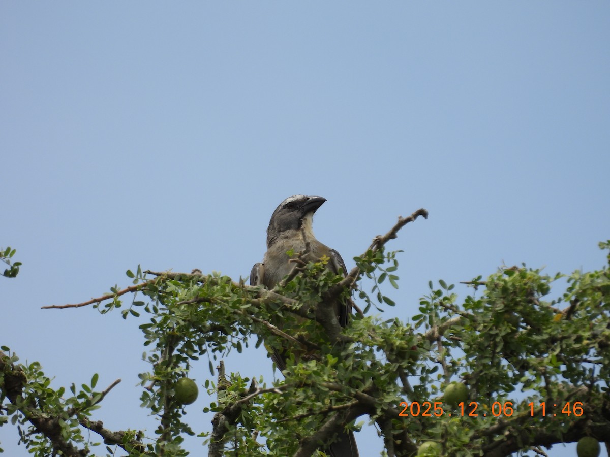 Bluish-gray Saltator - ML646489259