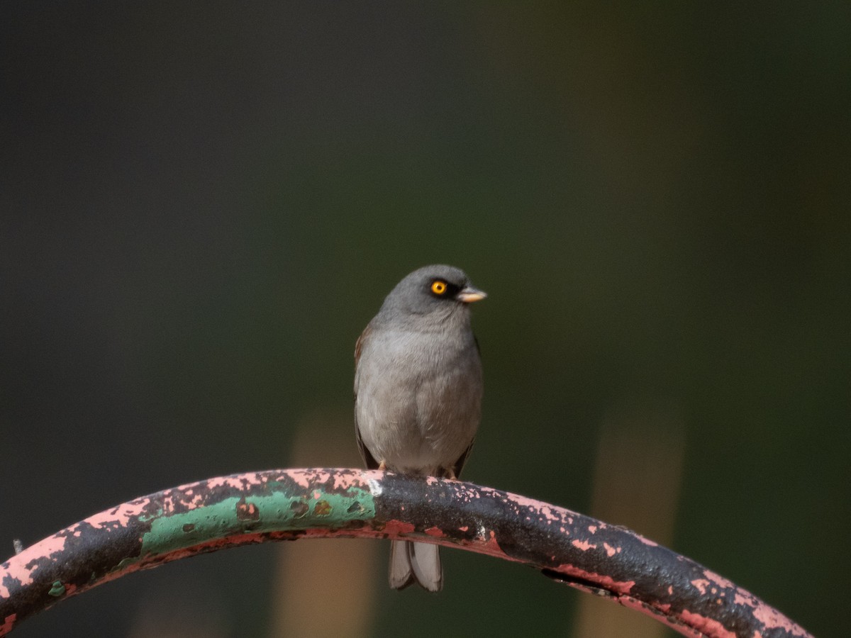 Yellow-eyed Junco - ML646489262
