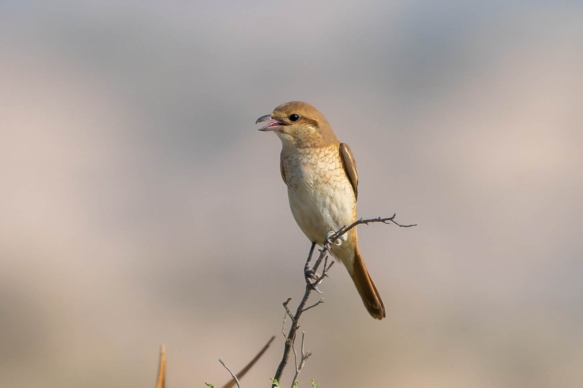 荒漠伯勞 - ML646489265