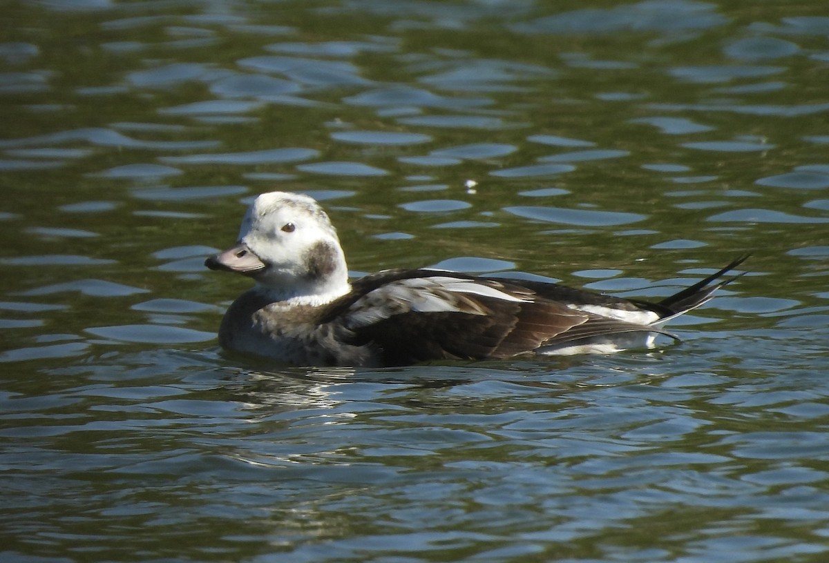 長尾鴨 - ML646489267