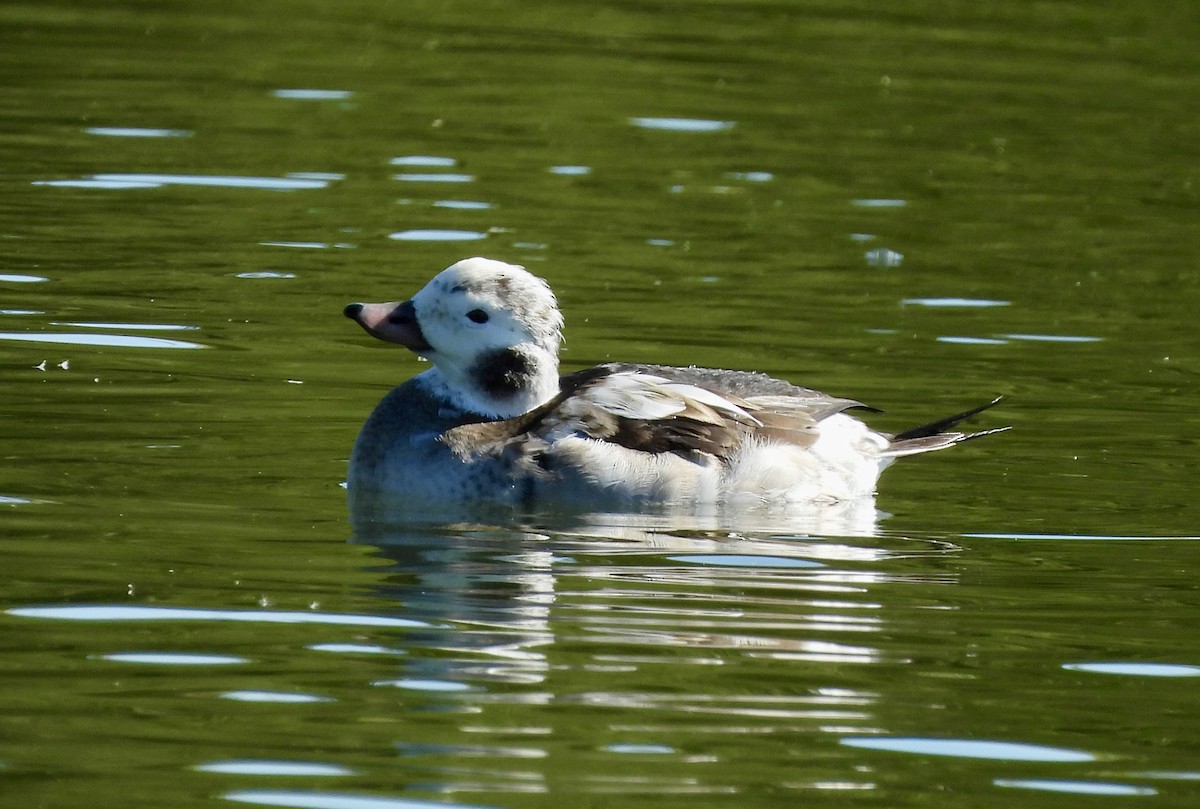 長尾鴨 - ML646489272