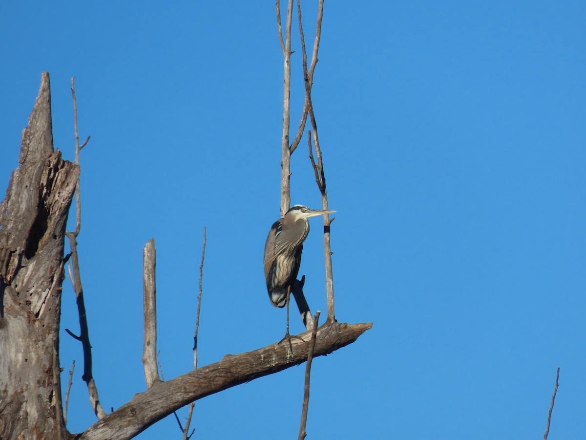 Great Blue Heron - ML646489275