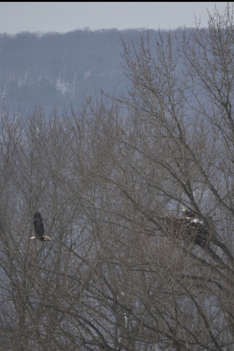 Bald Eagle - ML646489276