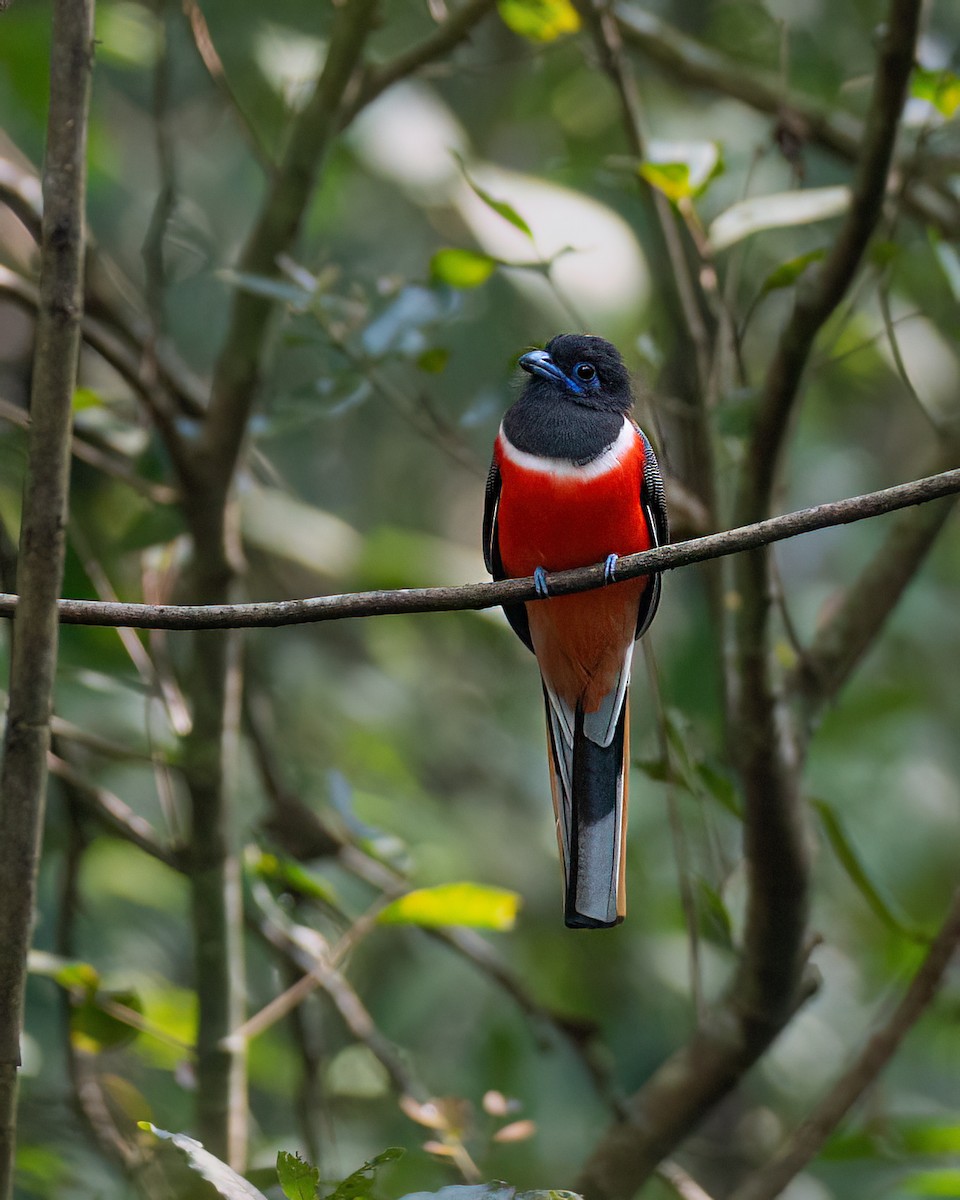 Trogon de Malabar - ML646489279