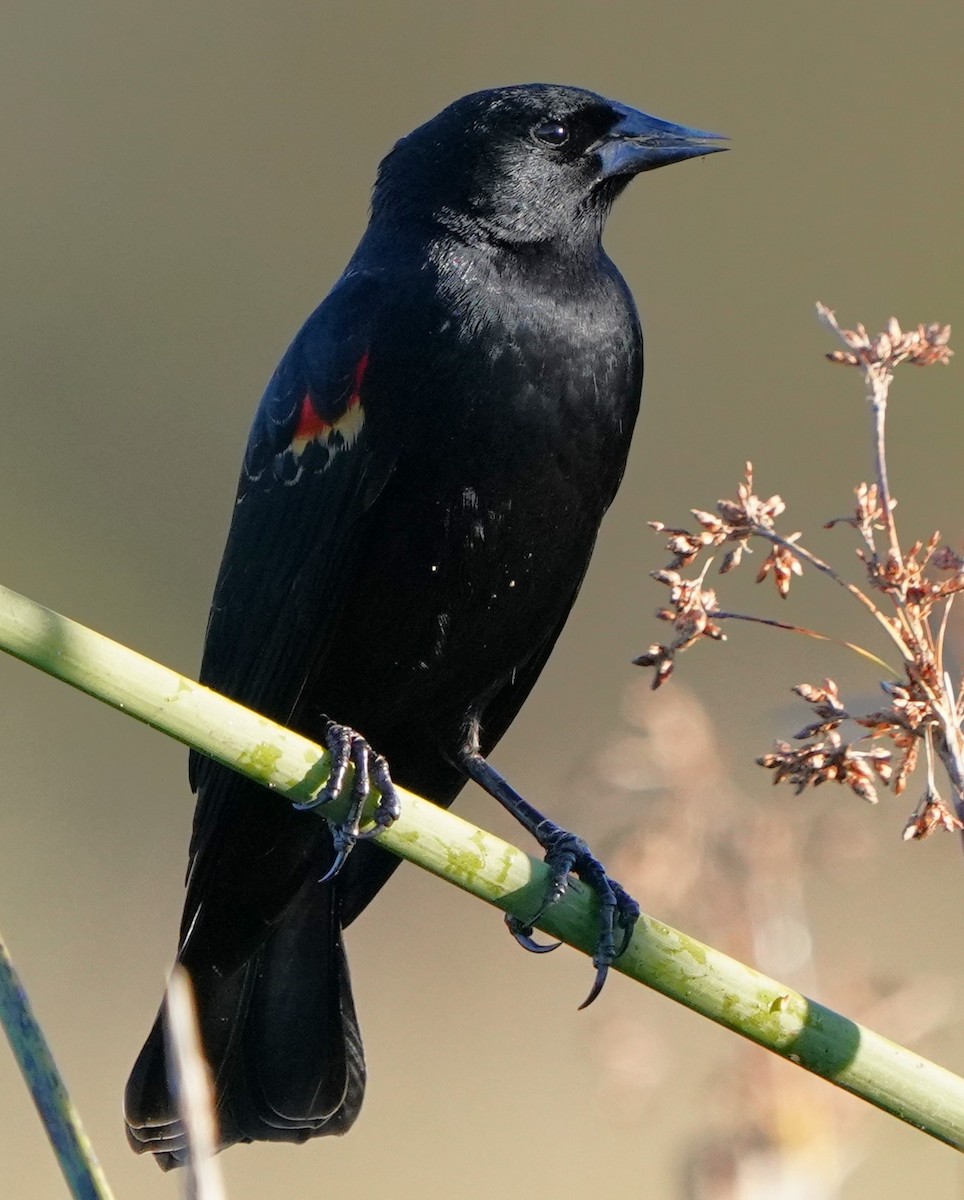 Red-winged Blackbird - ML646489282