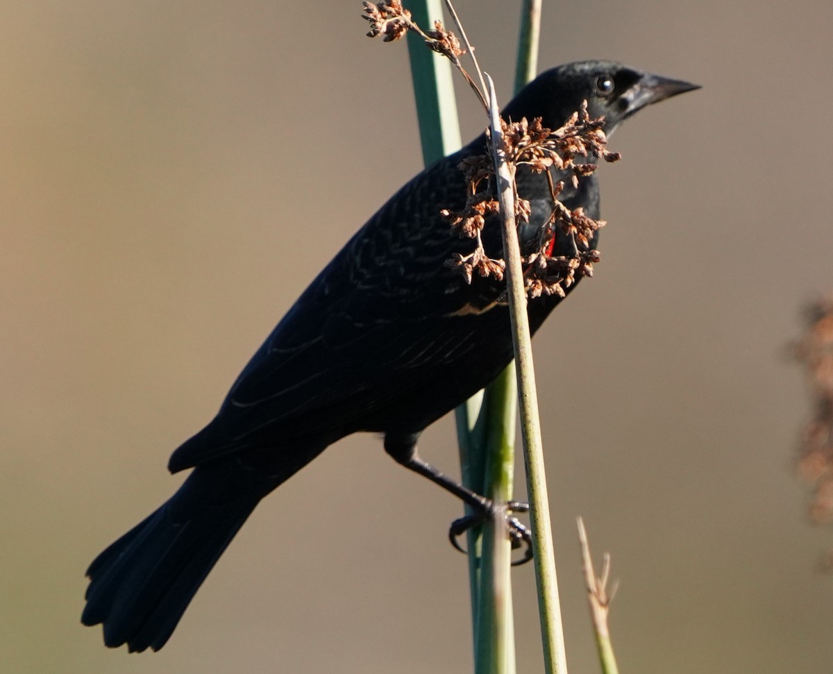 Red-winged Blackbird - ML646489283