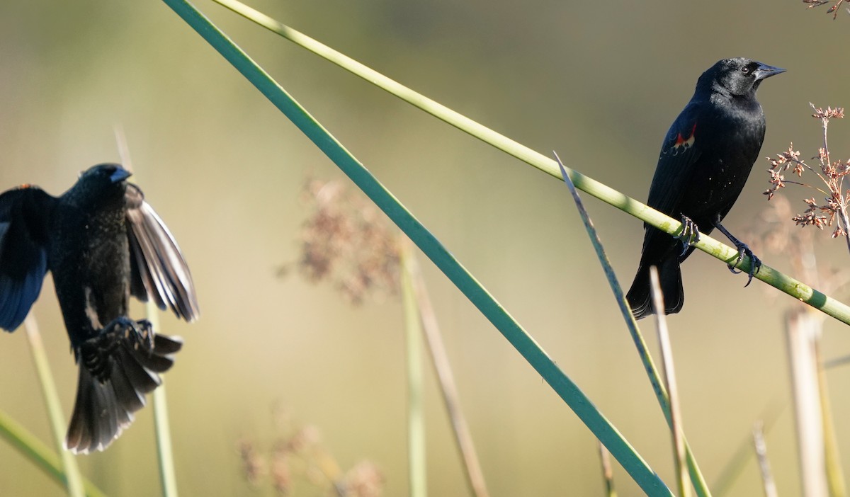 Red-winged Blackbird - ML646489284