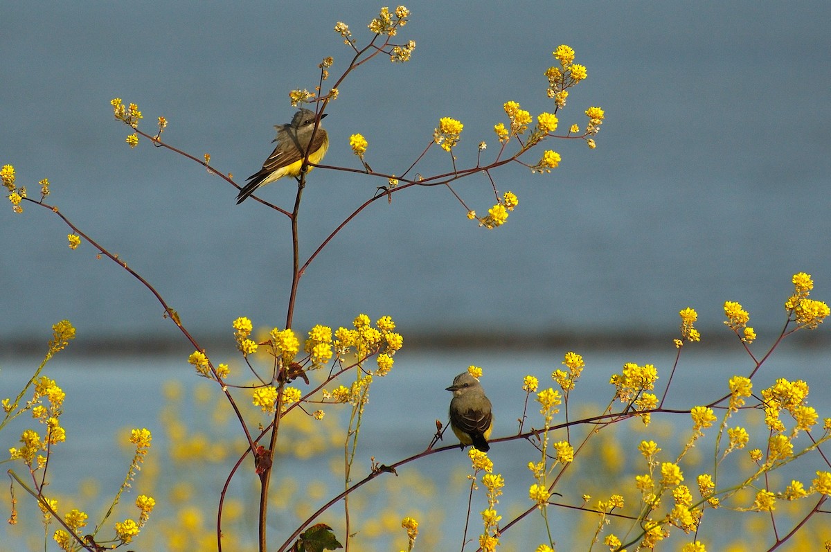 Western Kingbird - ML646489286