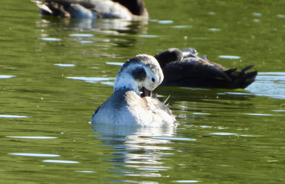 長尾鴨 - ML646489289