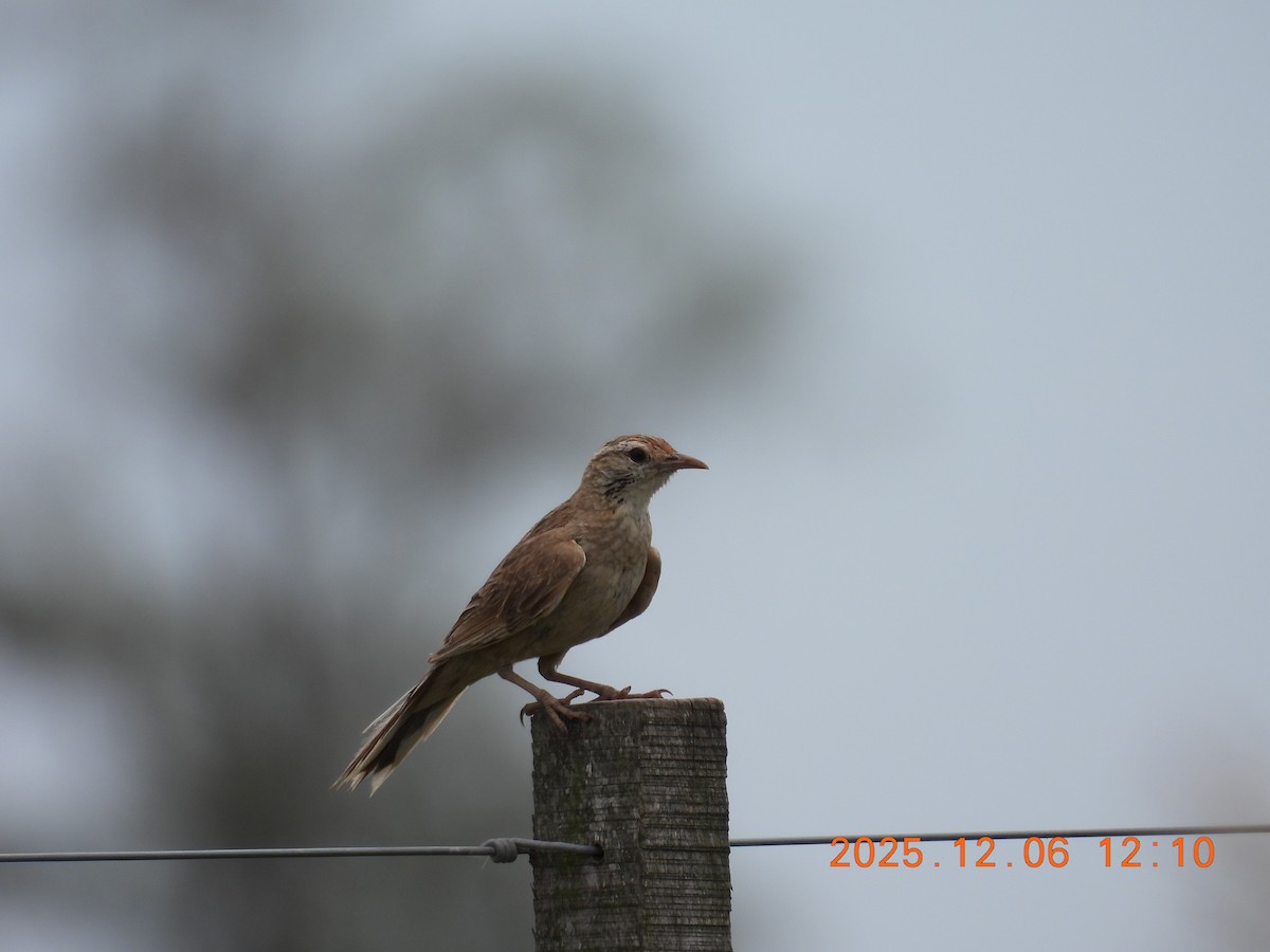 Firewood-gatherer - ML646489291