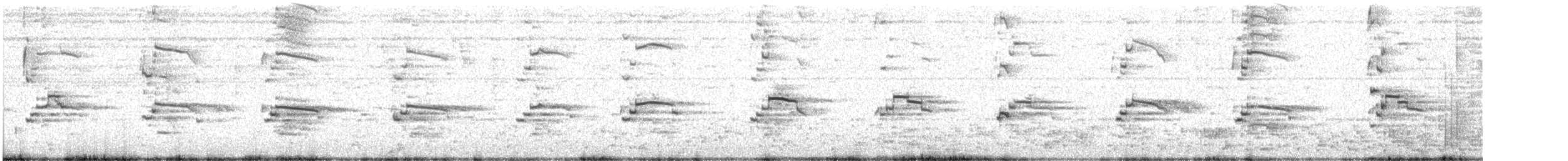 racek západní x šedokřídlý (hybrid) - ML646489294