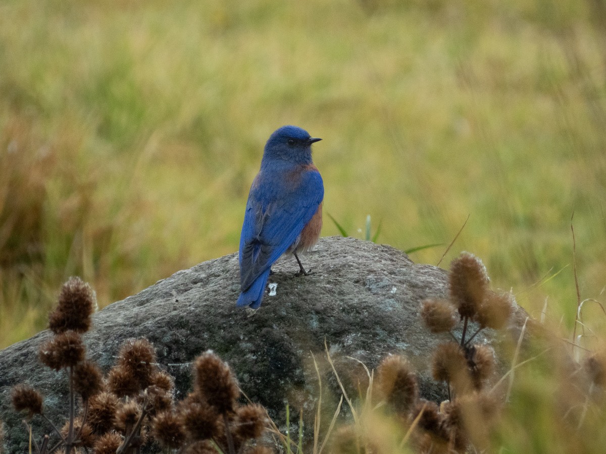 Western Bluebird - ML646489295