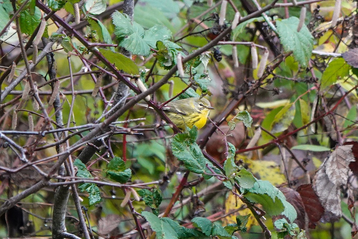 Reinita Galana - ML646489301