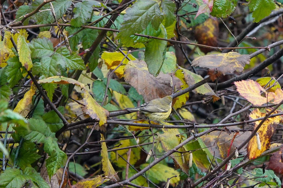 Reinita Galana - ML646489302