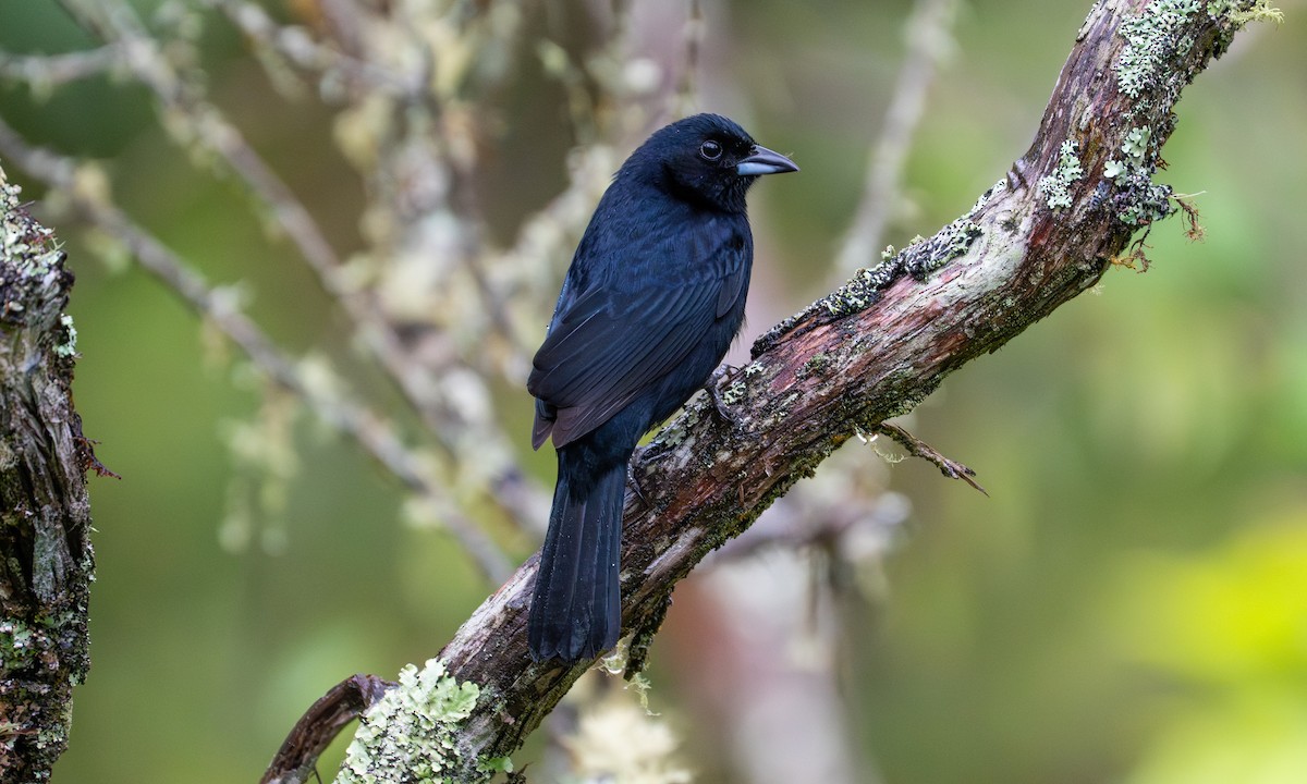 White-lined Tanager - ML646489303