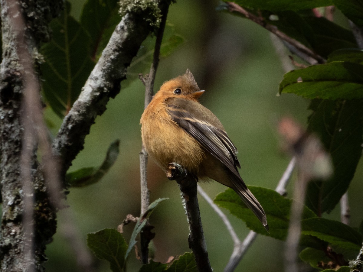 Tufted Flycatcher - ML646489310