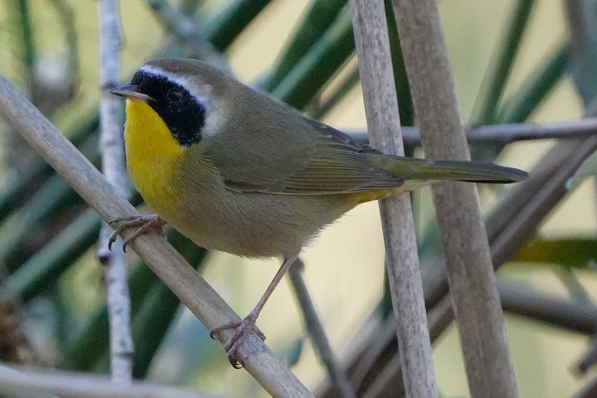 Common Yellowthroat - ML646489311